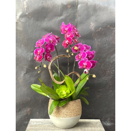 CHẬU LAN HỒ ĐIỆP TÍM ĐỘT BIẾN CHẬU LAN HỒ ĐIỆP TÍM ĐỘT BIẾN